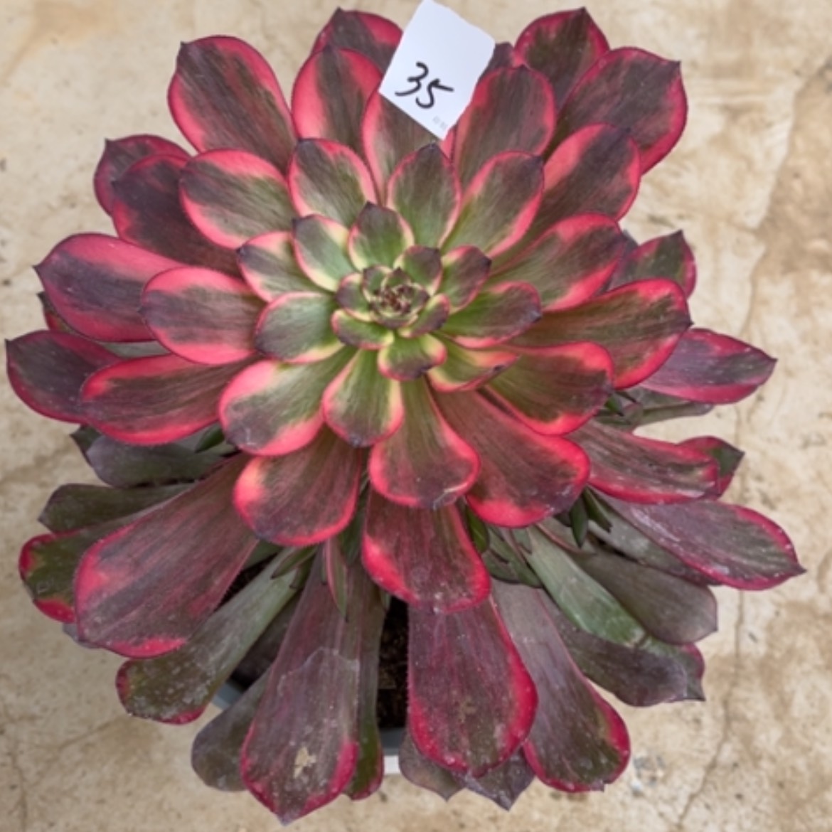 【闪购商品】35烟花多肉法师