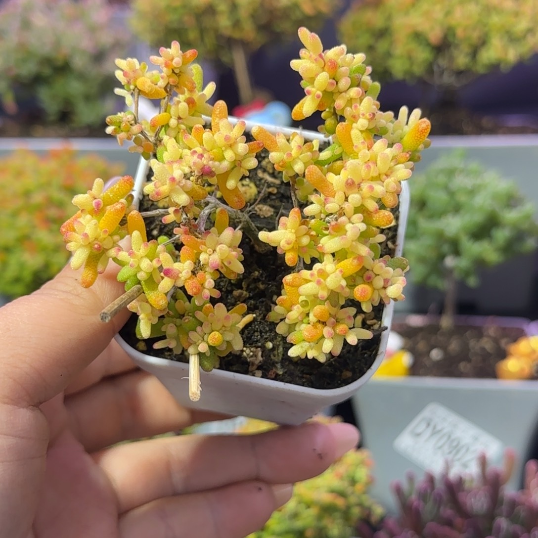 *****dy1035糖球黄锦飞机猪