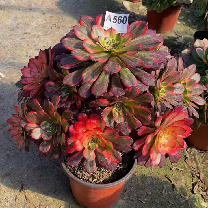 烟花多肉植物560