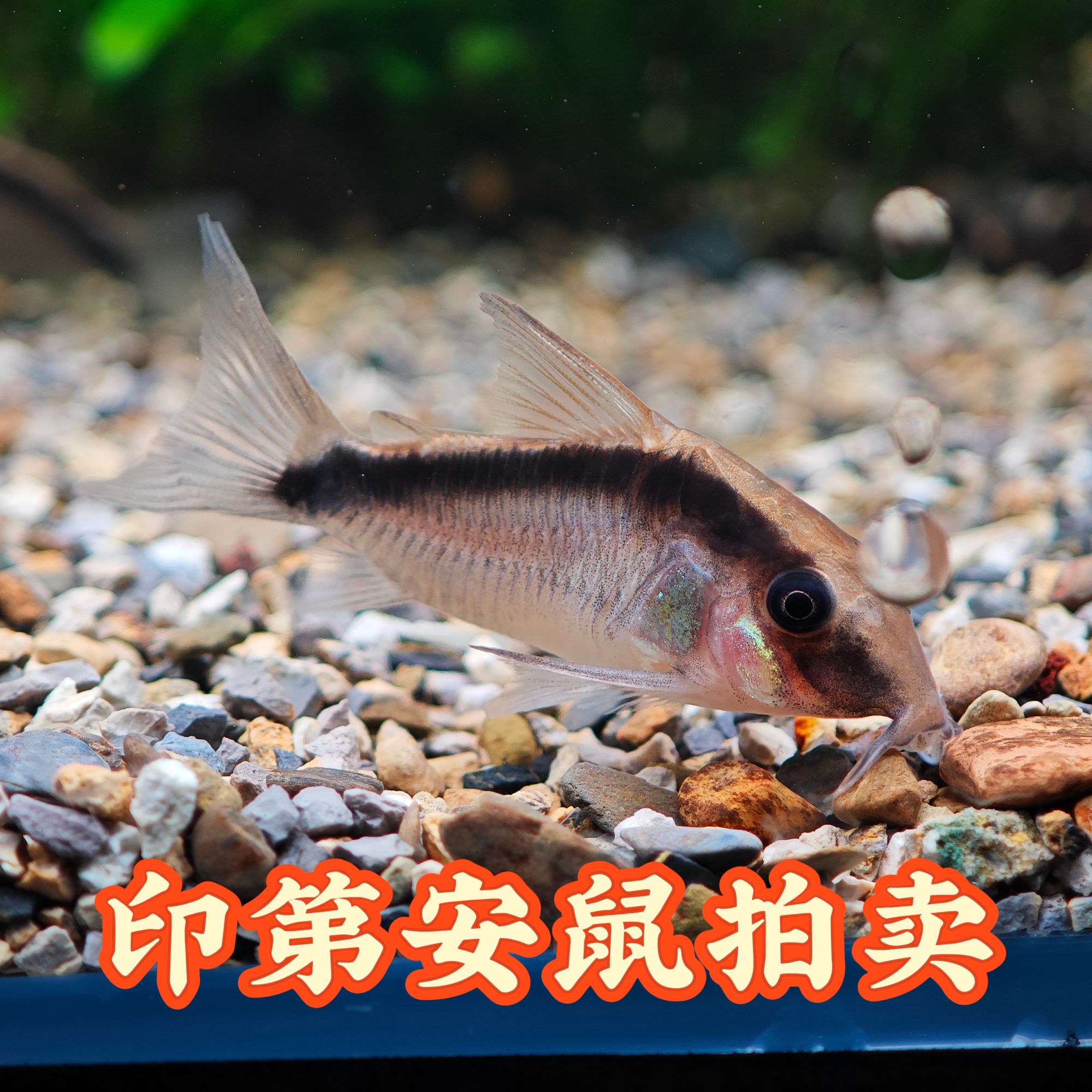 8号印第安鼠  5条