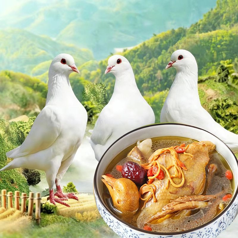 鸽子乳鸽肉鸽落地王鸽下蛋王鸽精选整鸽品质优良适合多种烹饪方式