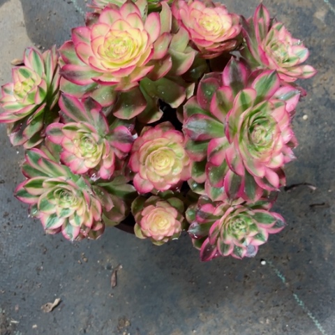 不**续多肉植物万白锦。