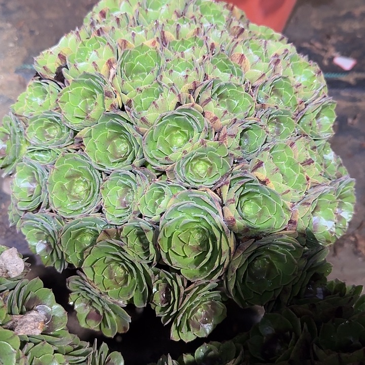 精品万圣节拉丝朵朵亏本福利