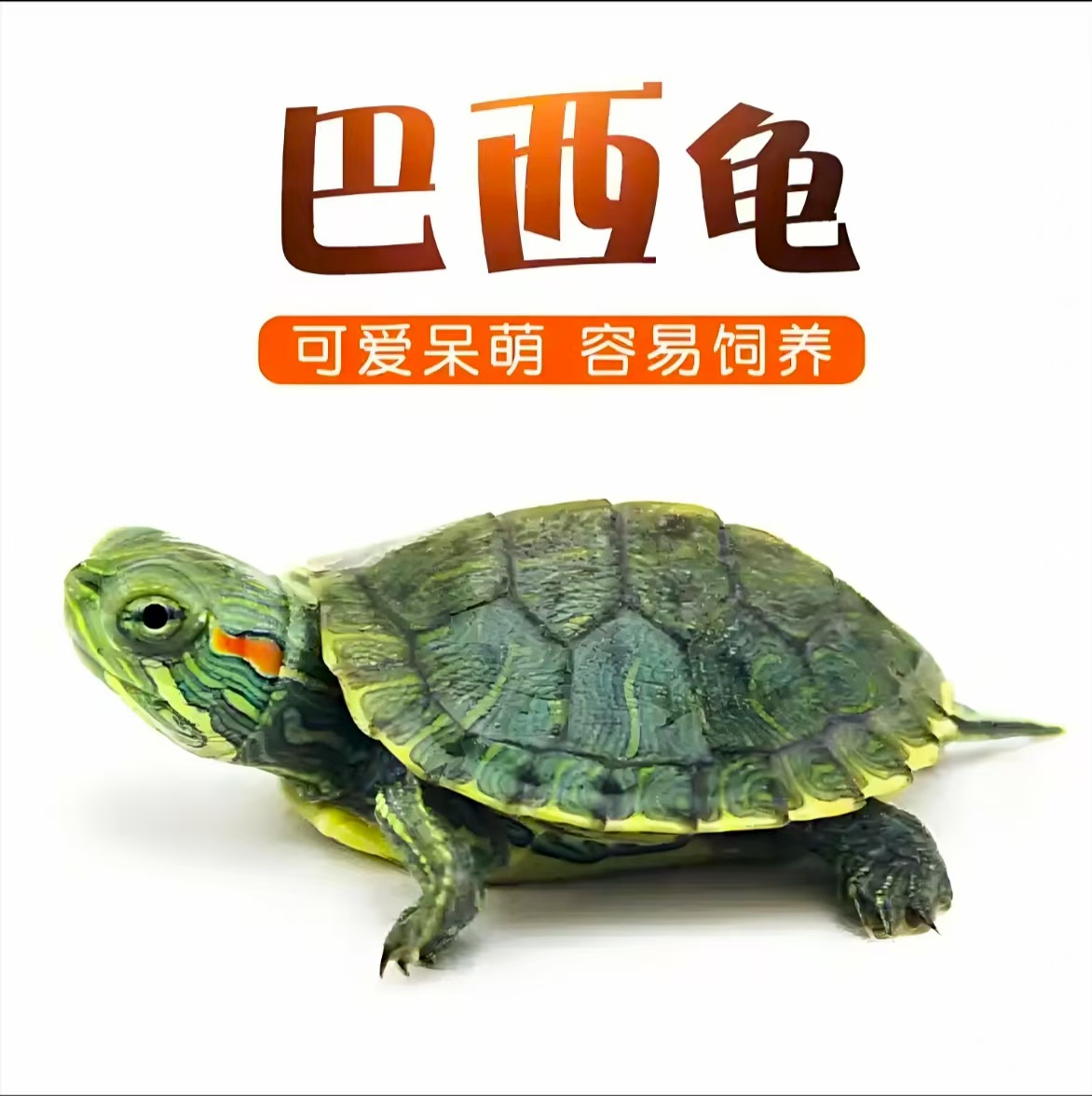 龟活体绿色小乌龟迷你可爱观赏深水浅水招财宠物龟