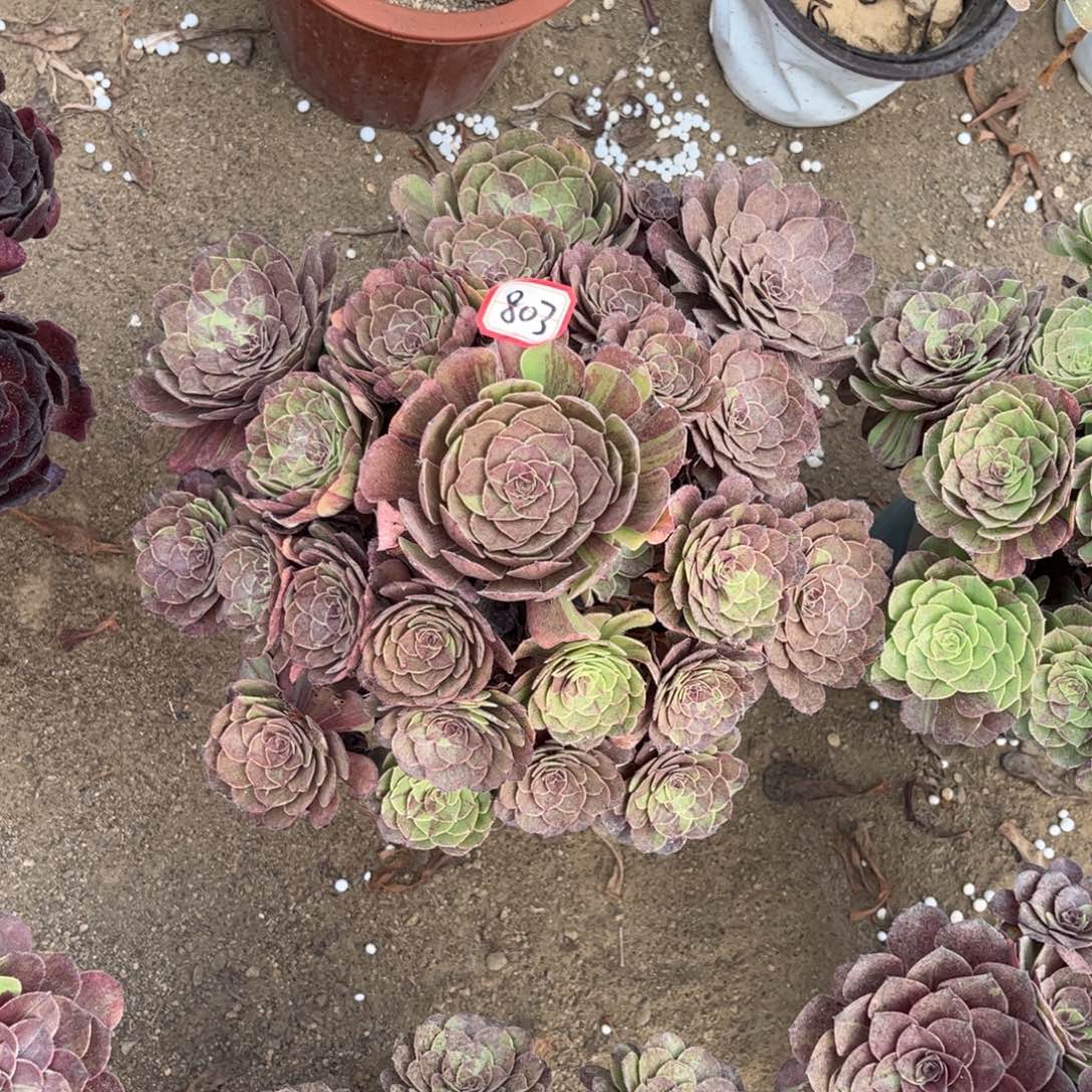 803多肉植物花月夜