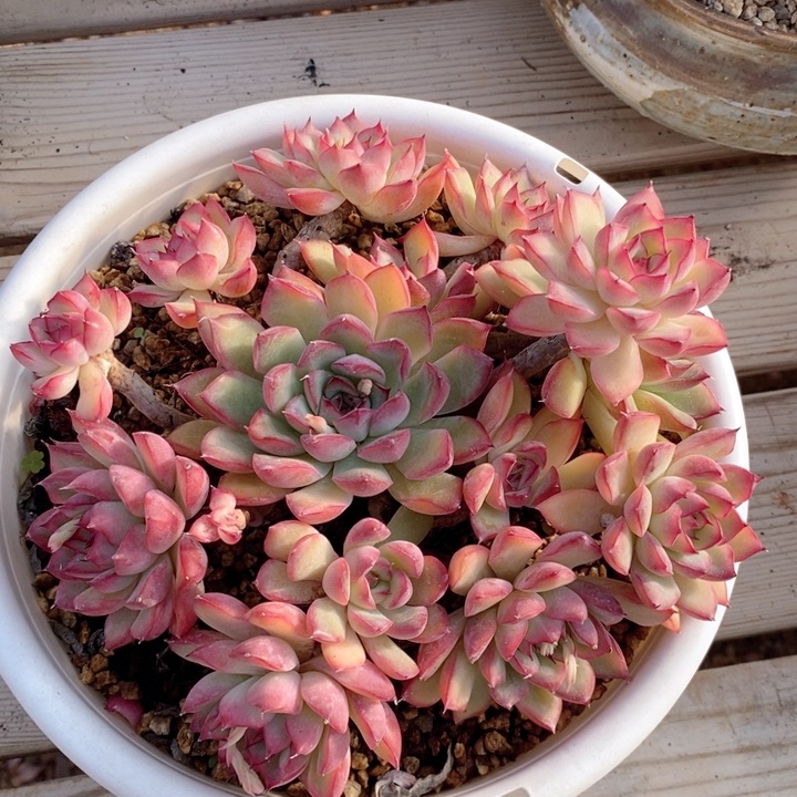 荷花 韩货精品666