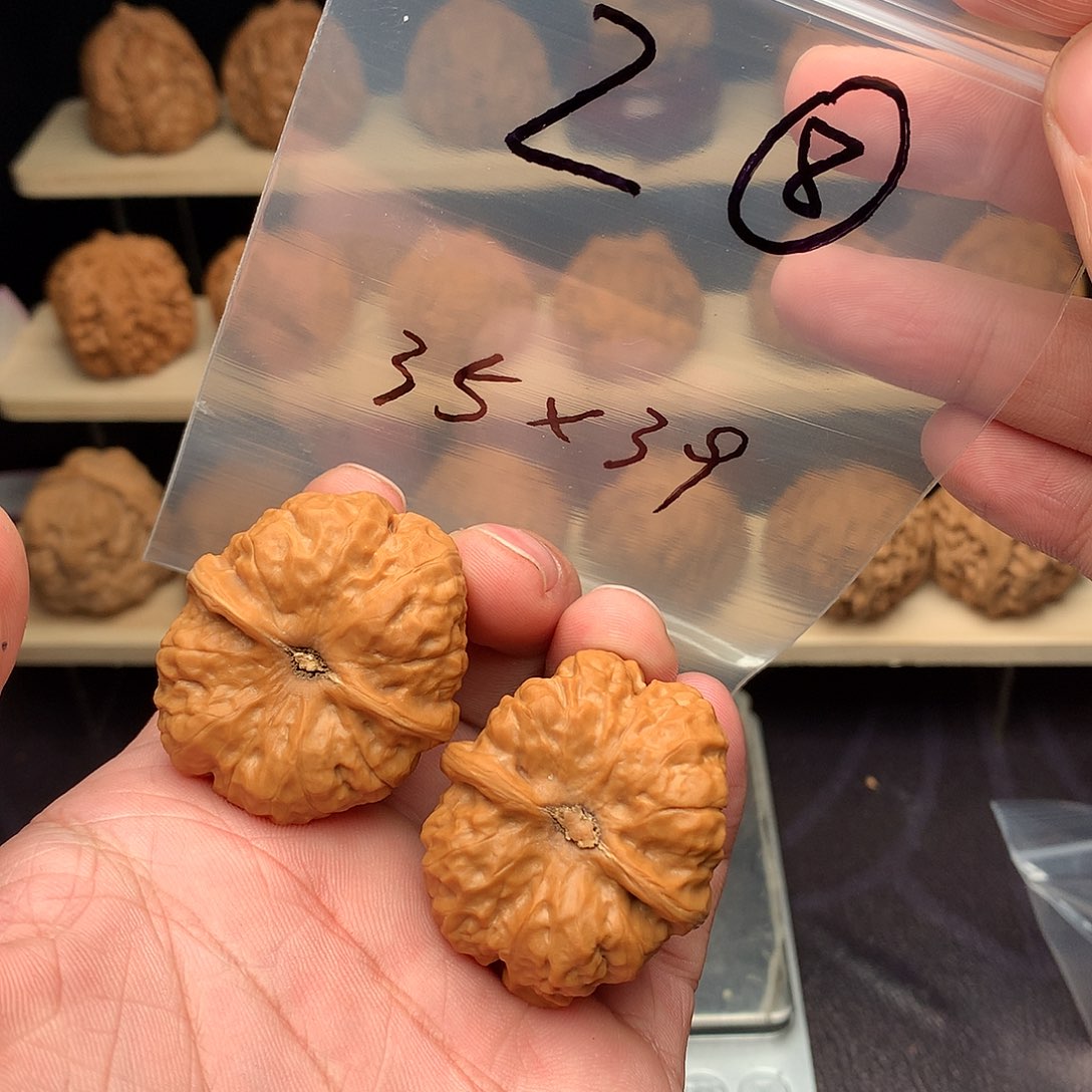呀***！核桃蛤蟆头z8号35尺