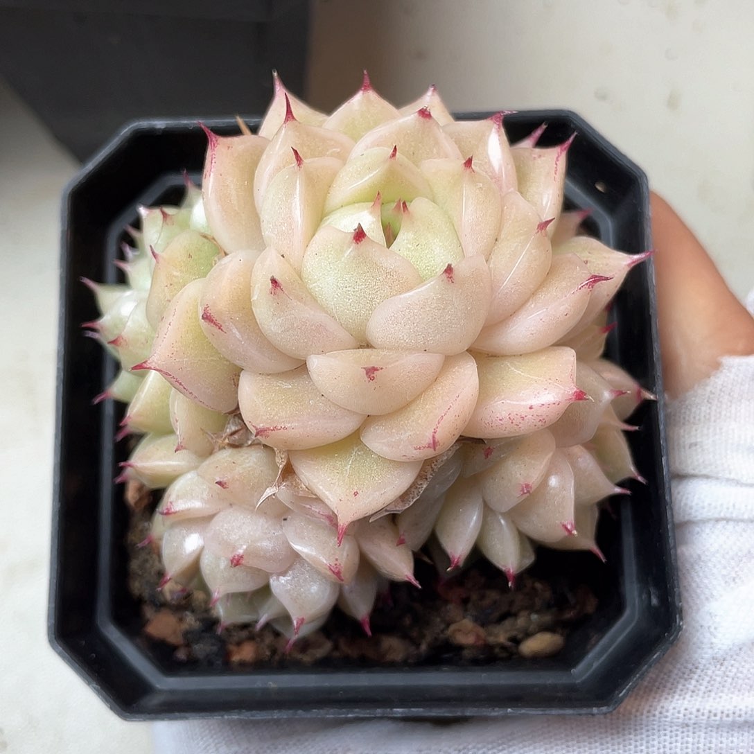 专****2优选麦秆福利816