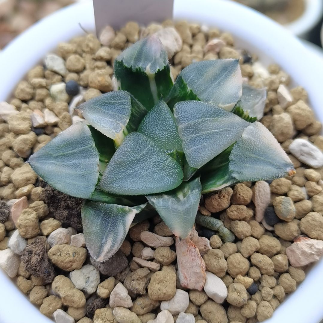 219号实生克锦一物一拍带盆土发货