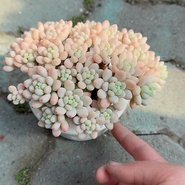 鱼子酱带白色印章多肉