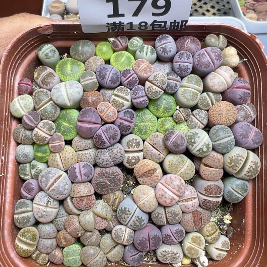 【闪购商品】 179。