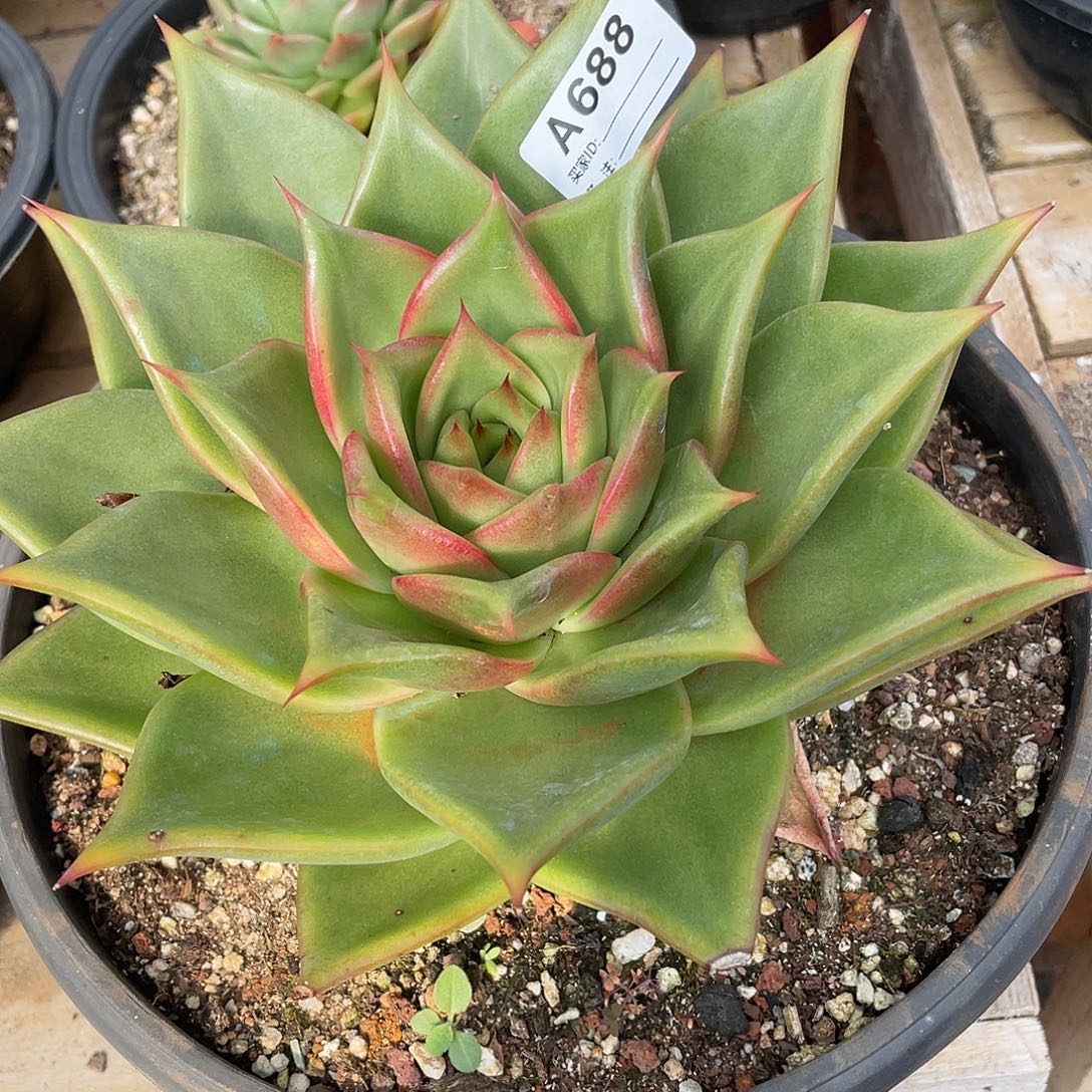 常***藤若如东云单拍A688