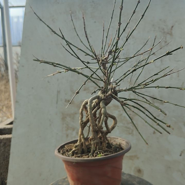 花***园当前无花朵，栽培后可花朵