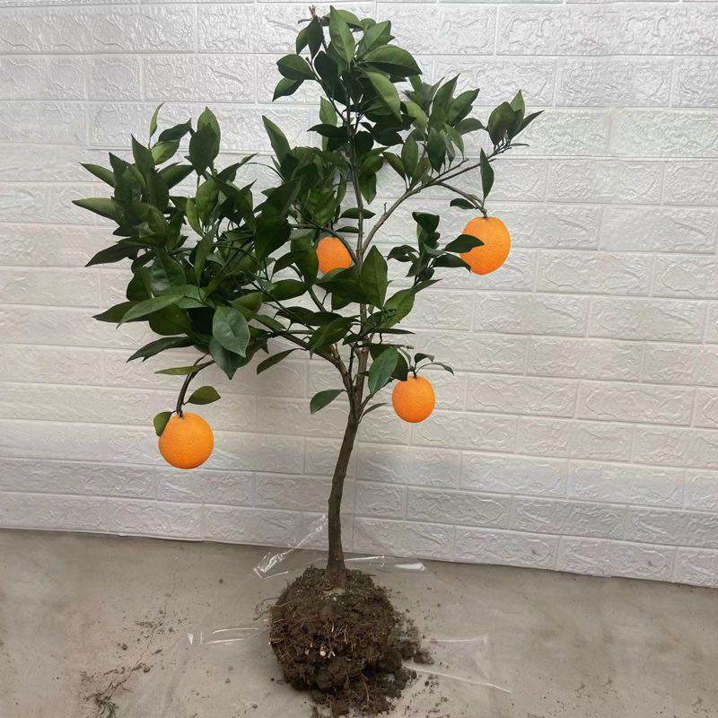 纽荷尔正宗赣南脐橙草本种苗