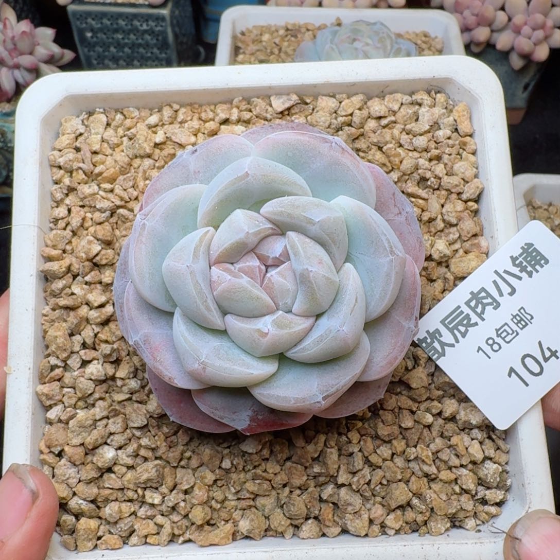 多肉植物  104  糖心冰玉