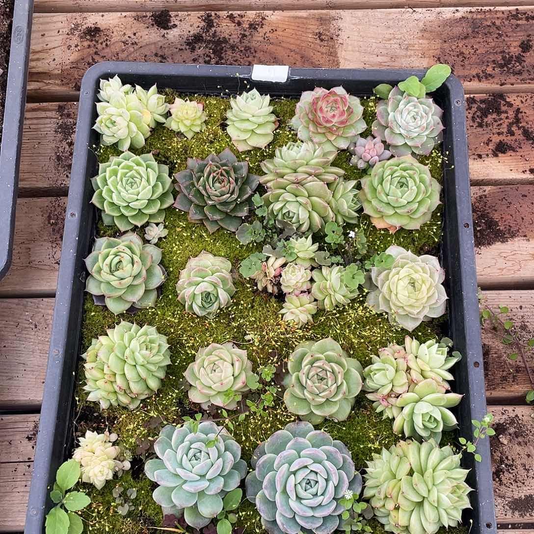 肉***电190。 切盒发货。                 