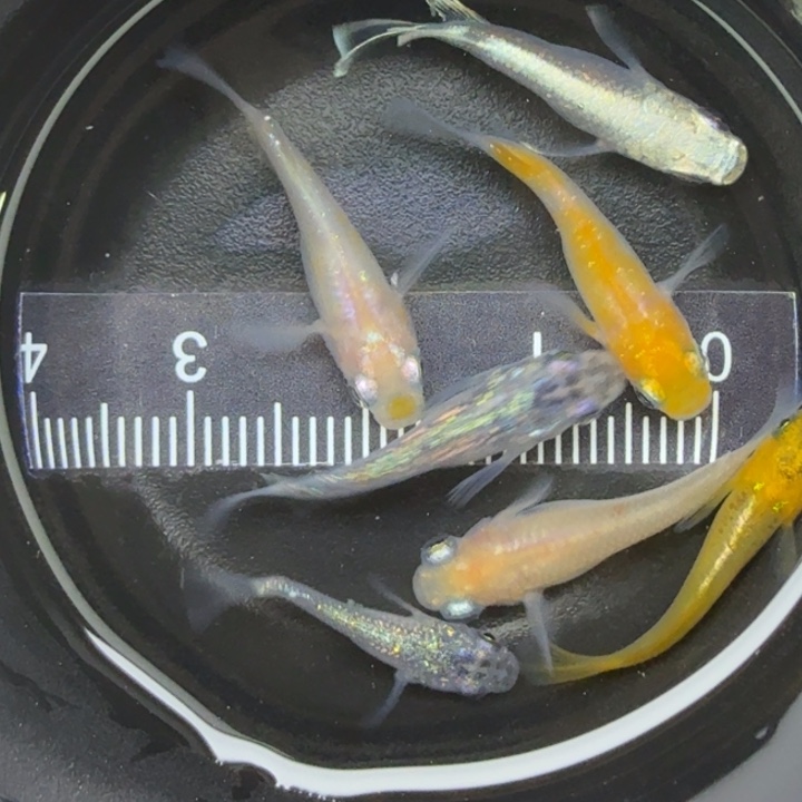 青鳉鱼混搭短球1号