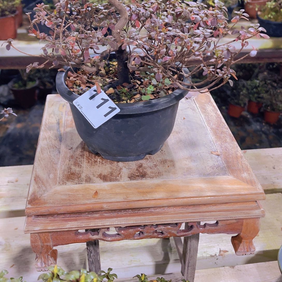 红陶直播时间一定一定