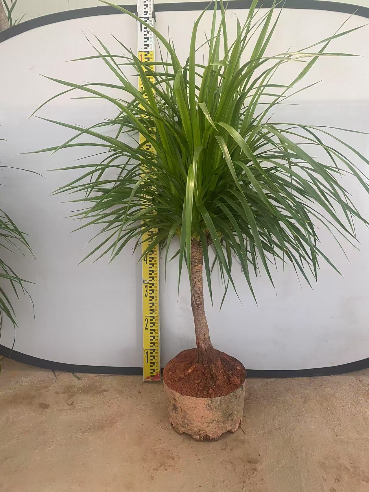 龙须树盆栽室内绿植多头植物净化空气四季常青