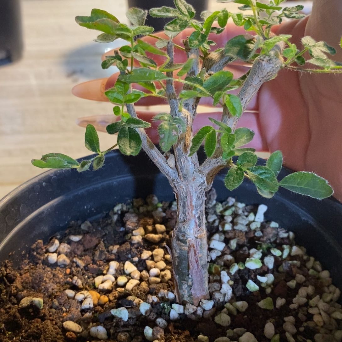 ^****^滔天橄榄实生带盆