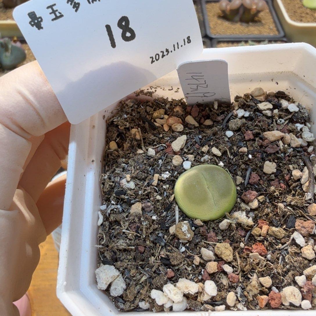 1***1多肉多肉多肉11.18-018