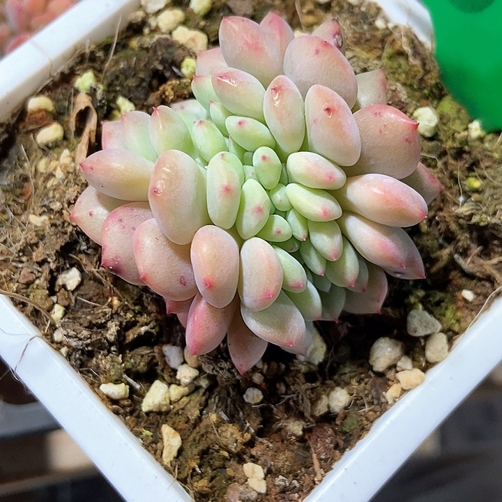 多肉植物缀化672