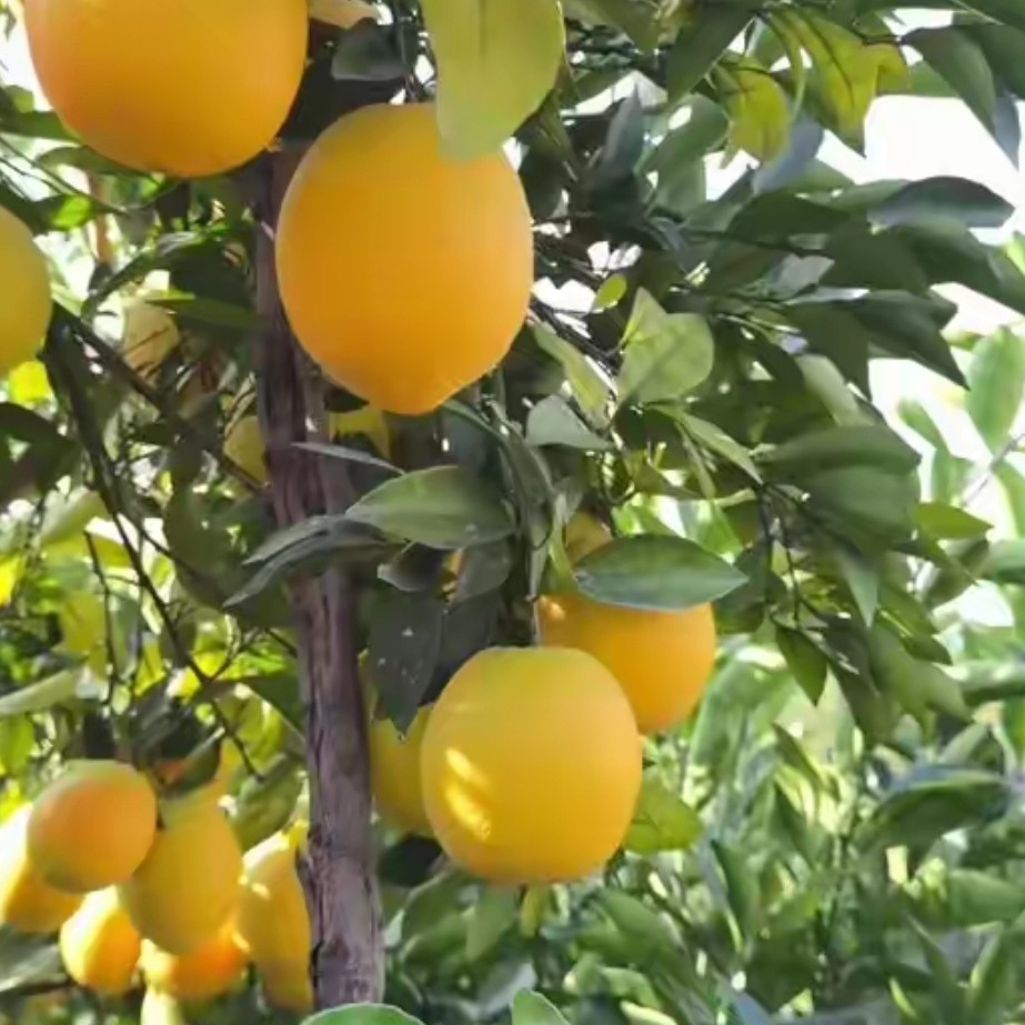 梓门桥红心脐橙果园直发新鲜水果采摘橙子清甜多汁包邮