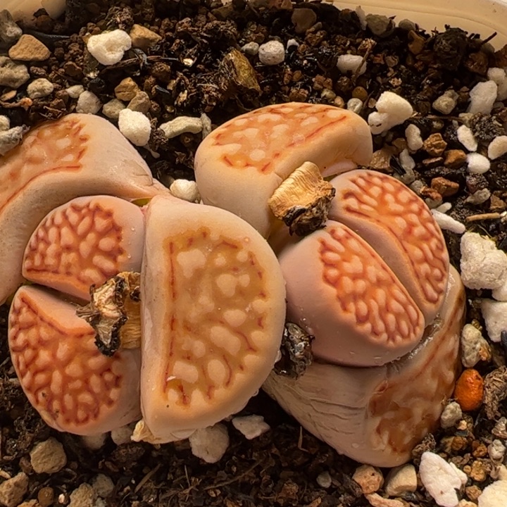 F108r红网纹寿丽多肉植物