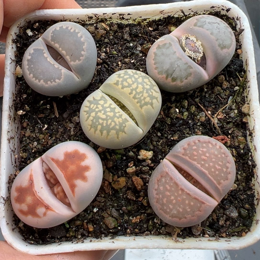 2.24好看的多肉脱土发货920