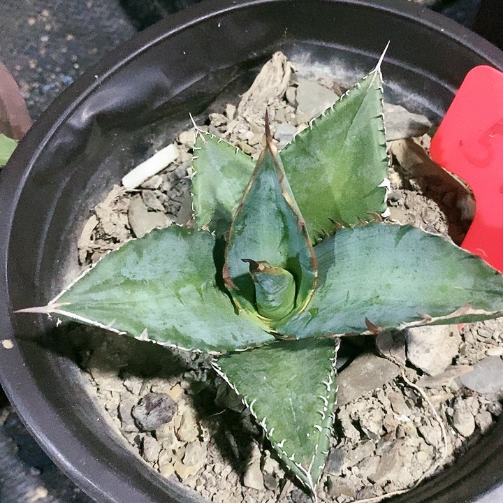 【闪购商品】无花朵龙舌兰黑排仁王冠