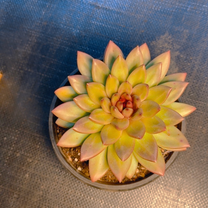 小***）番茄发货11111111111111