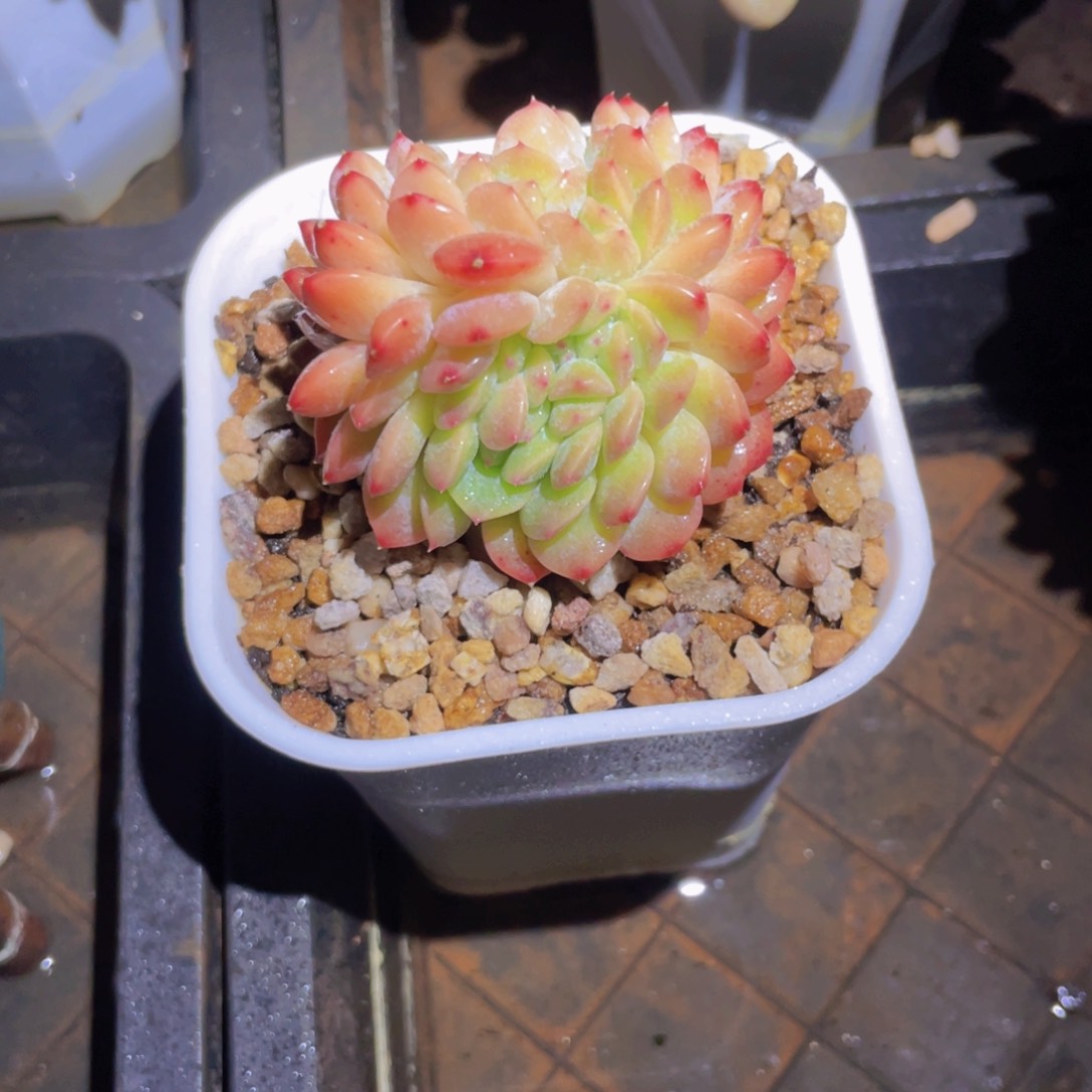 词语花坊 一单包邮