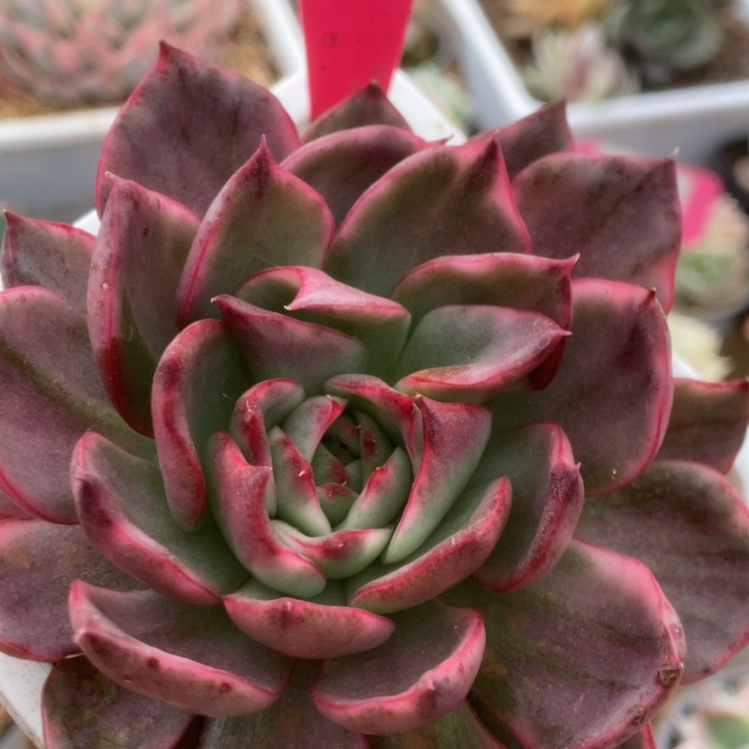 547野马锦锦锦锦锦锦