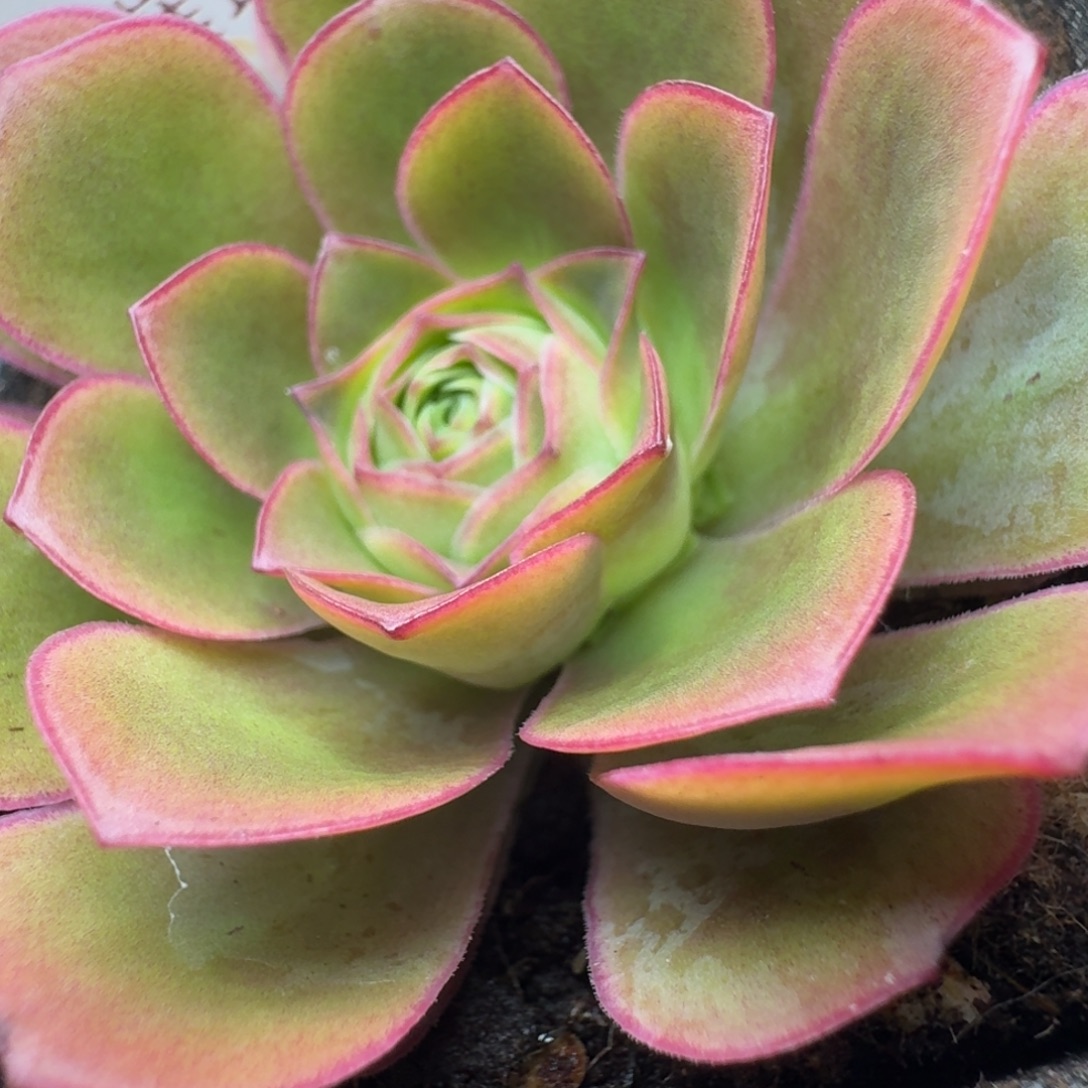 楹楹-164璀璨一圈崽-冠幅 5cm