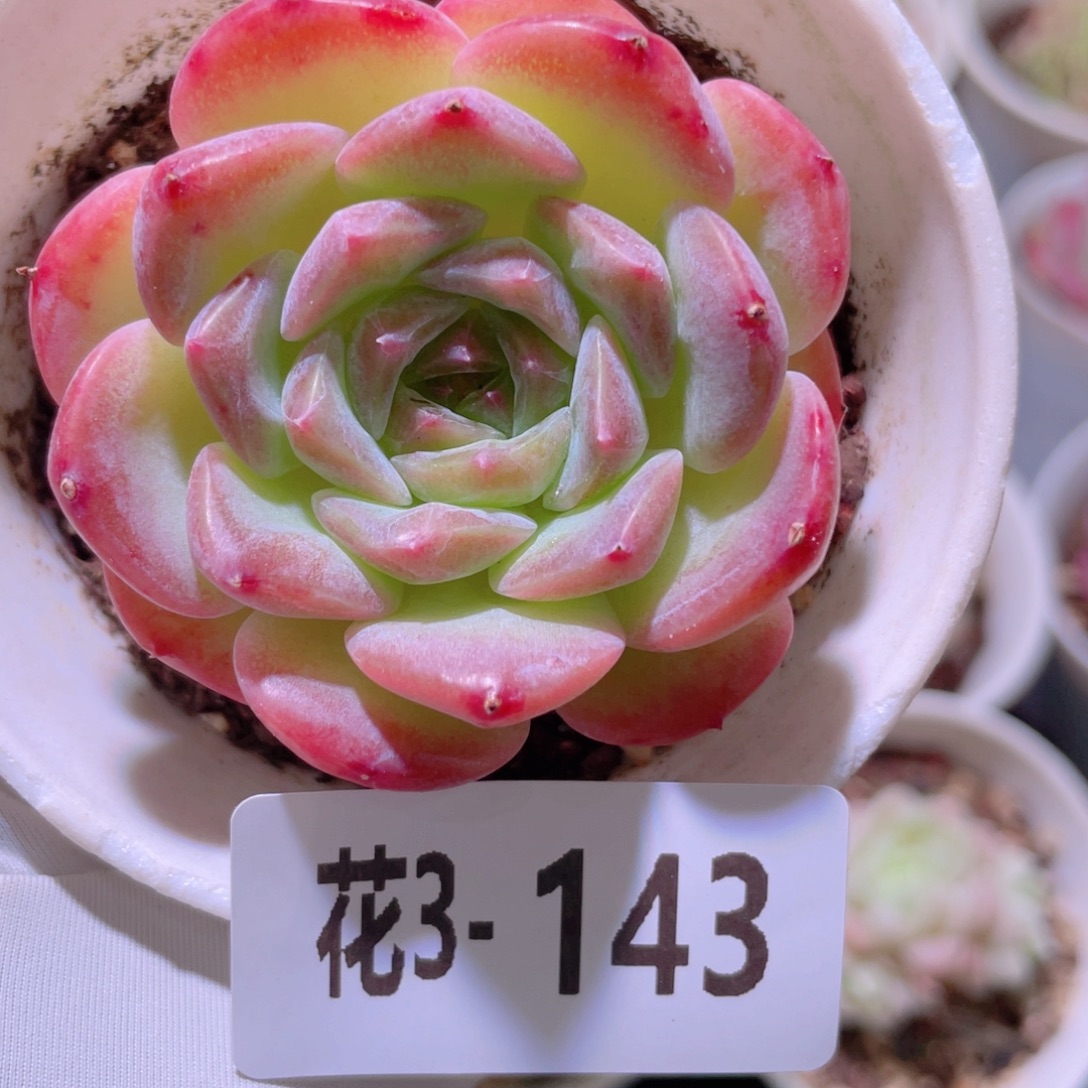 花利美 3-143新品