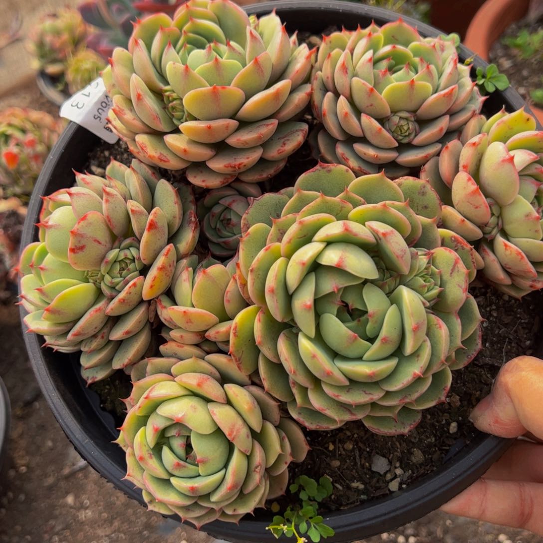 苯巴蒂斯大盆多头群山上大黑圆盆