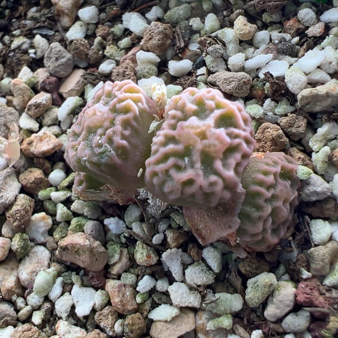445优选dt7778超烧四头
