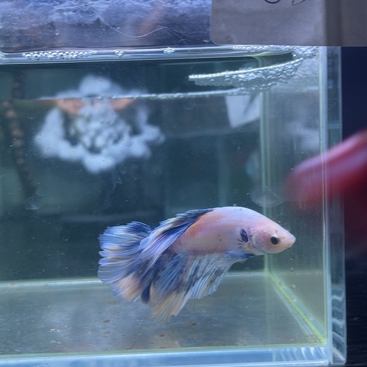 斗鱼04泰国特殊尾SSS级斗鱼