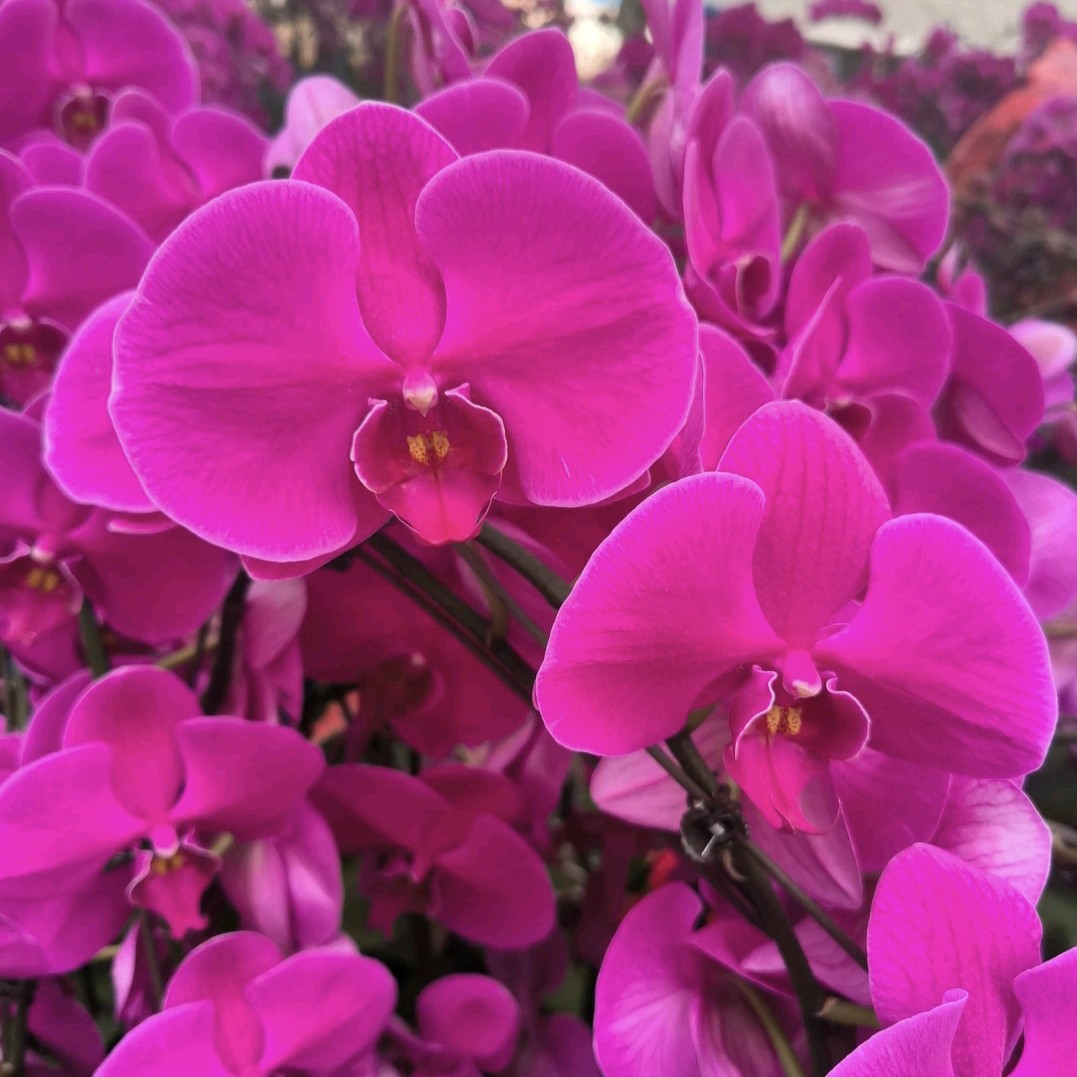 大辣椒 带花苞精品蝴蝶兰基地直发