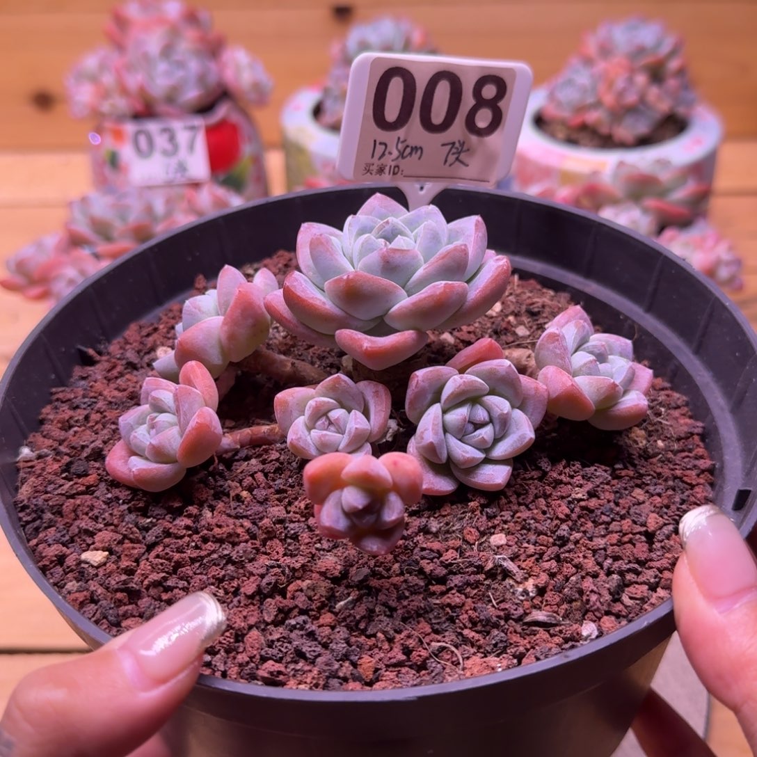 008号老桩冰玉7头12.5cm