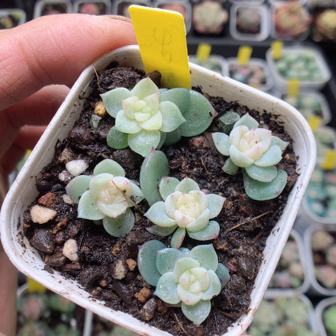 无花朵泼天财富5颗yyyyy