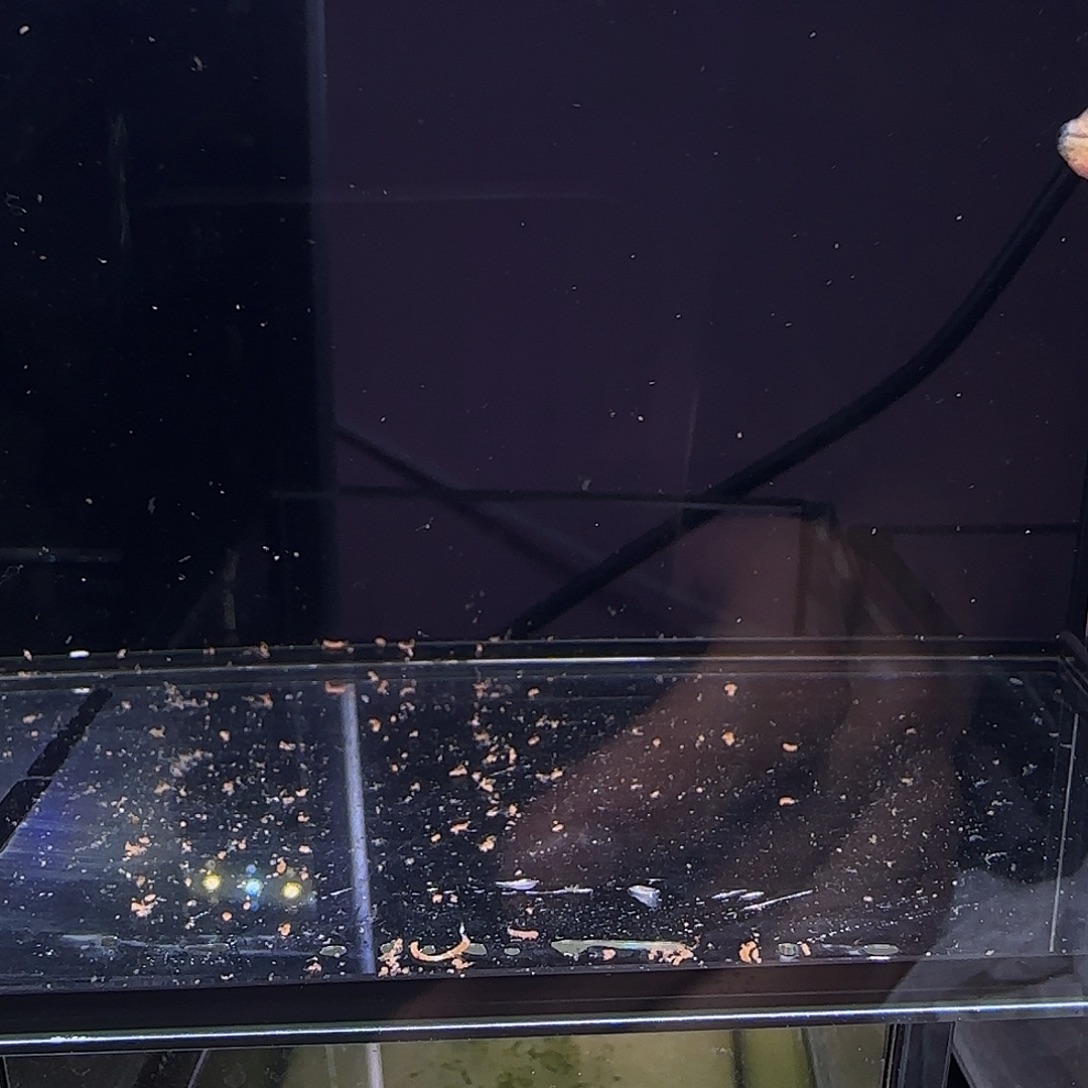 孔雀鱼粉猫一对！！