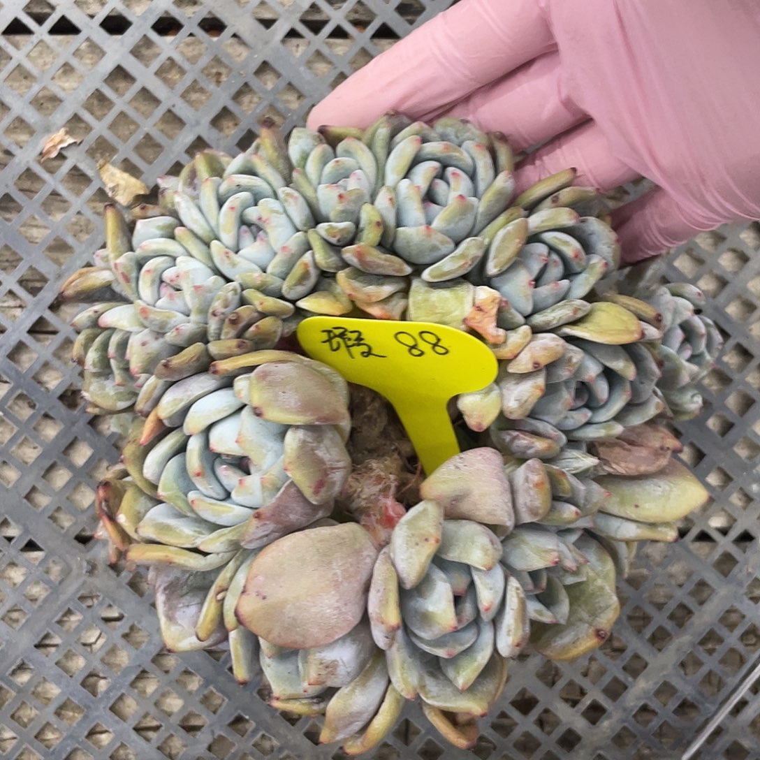 瑕疵17头星影朵朵缀，介意慎拍