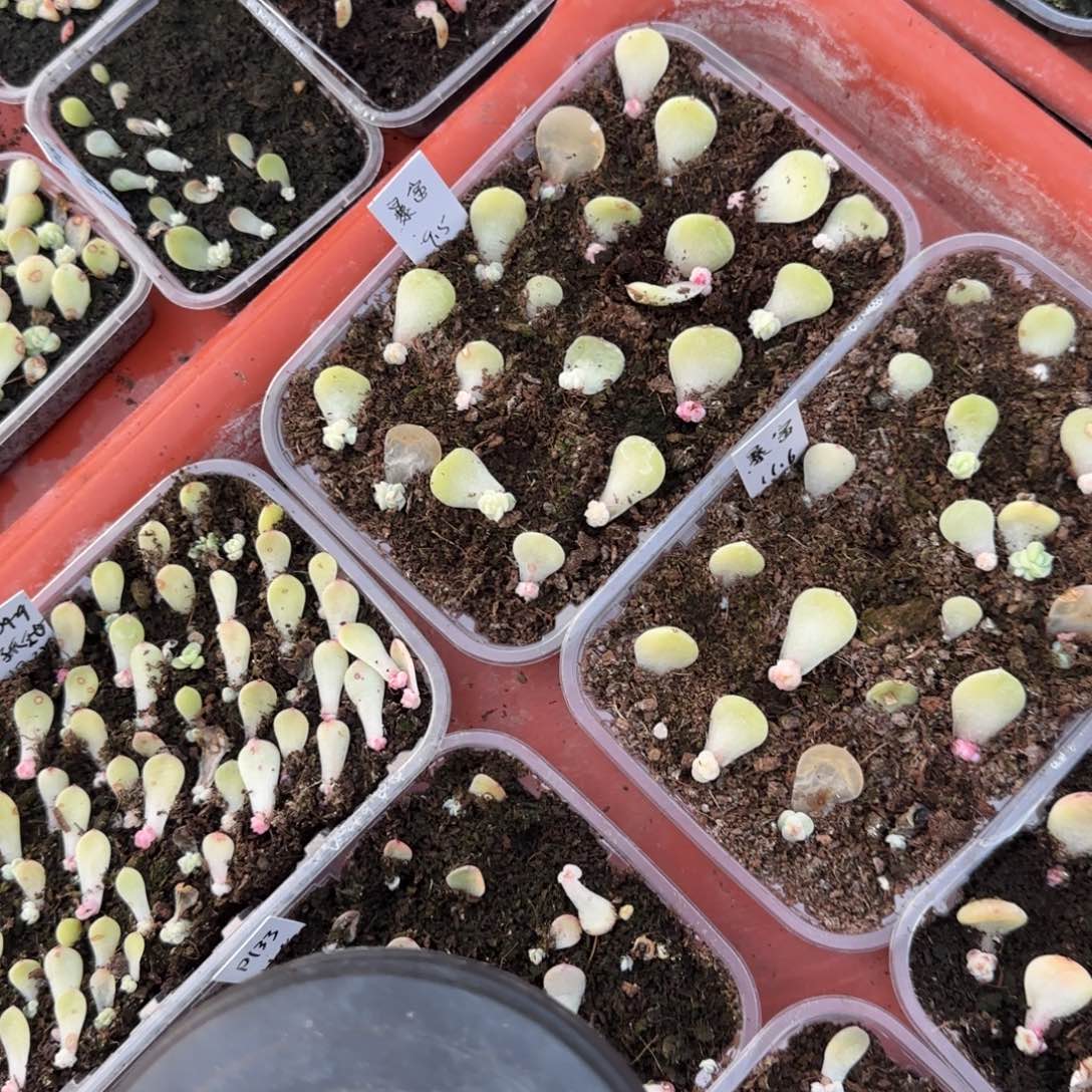 暴富芝麻穴一个满25包邮