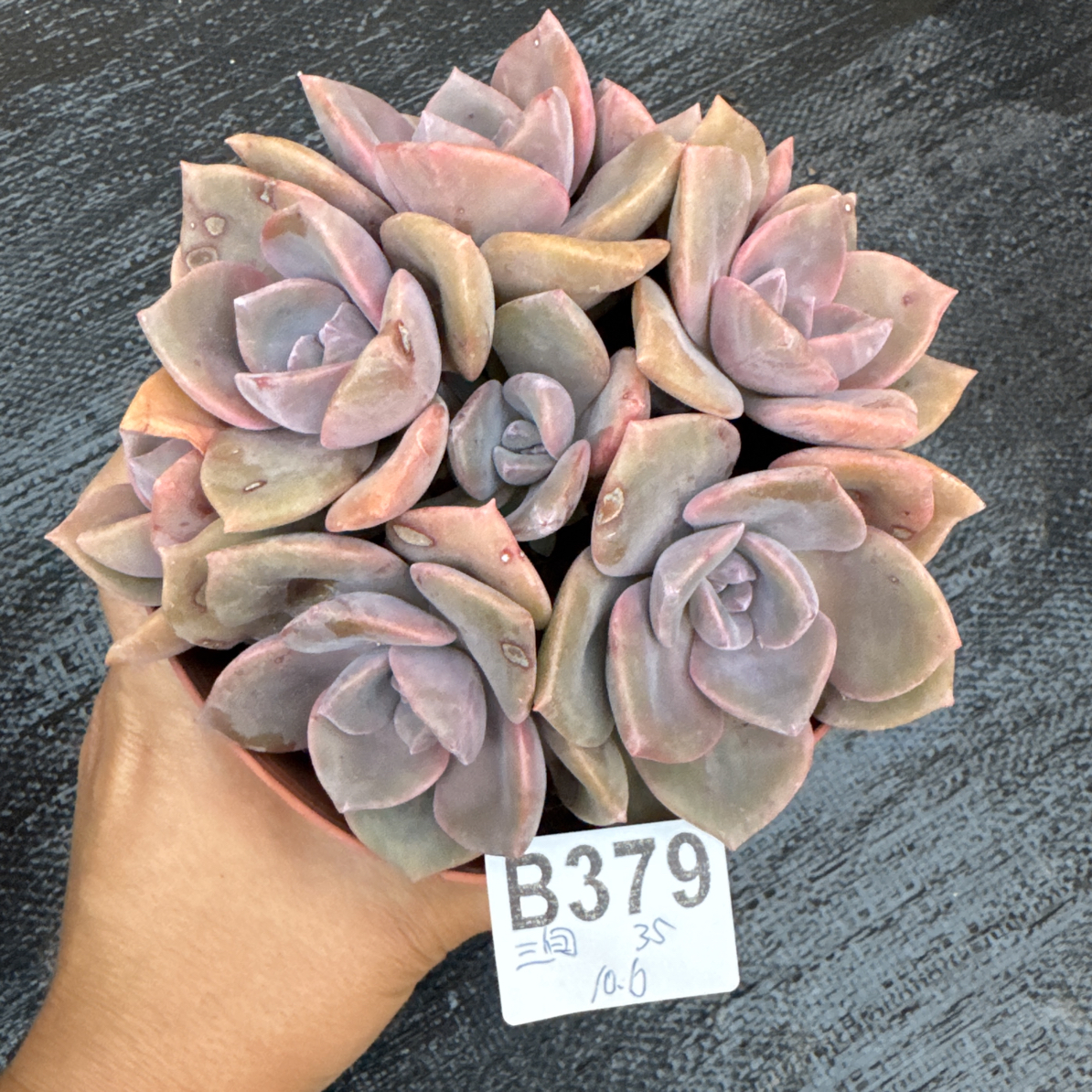 B379，三旬，多肉植物彩虹糖