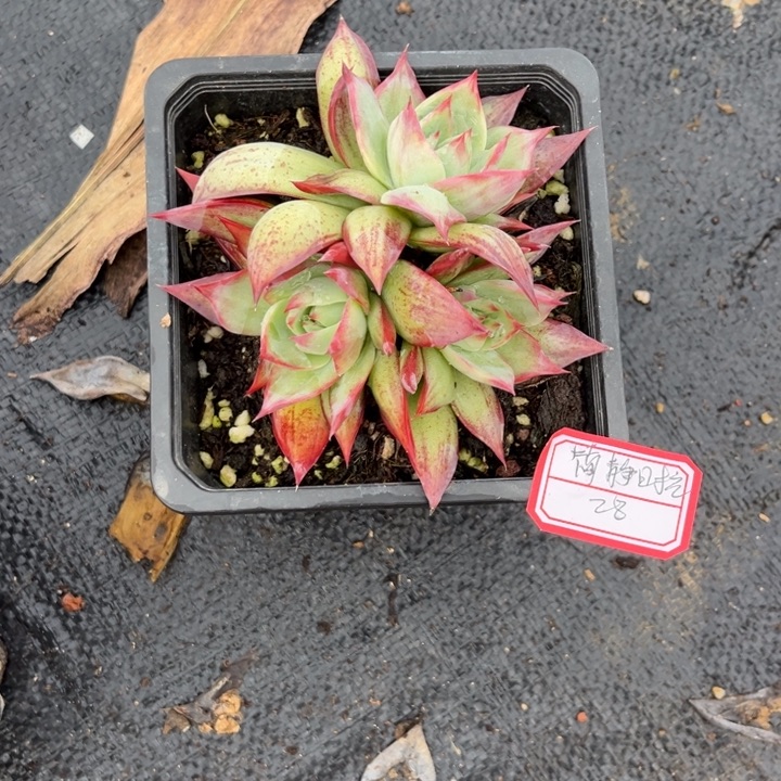 简***光惊鸿仙子多肉十二厘米盆