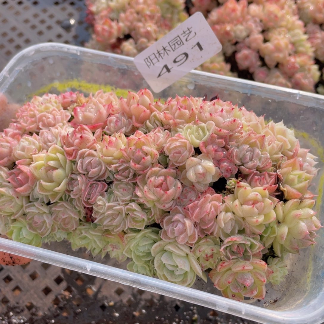 多肉植物多肉植物491