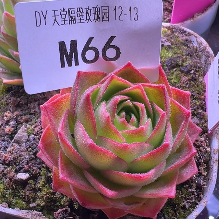 黄****苗苗朱朱下播福利若初白龙66