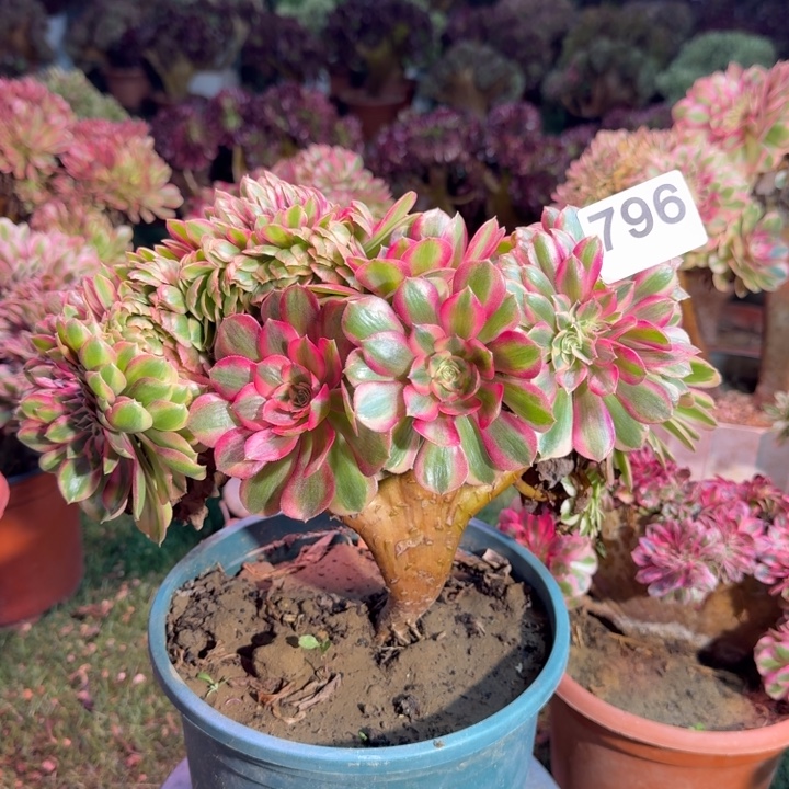 万圣节超白锦缀化796