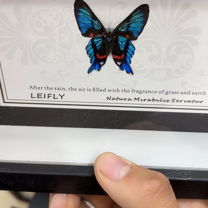 P***捏蝴蝶标本定制237@